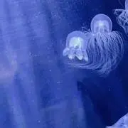akisoraの画像