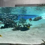 nanacoの画像