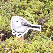 明雅