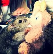 cocomama