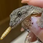 コミー
