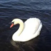 maimaiの画像