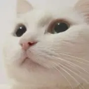 白ねこの画像