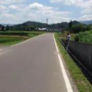ローレルの画像