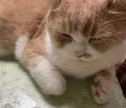 ipの画像