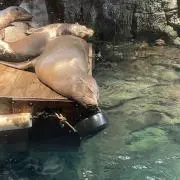 かわさき