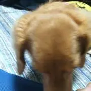 チロ