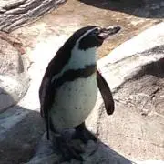 サーモン
