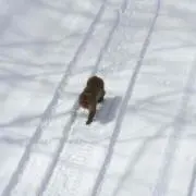 じじ