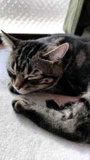 まみめろ