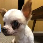 べるる