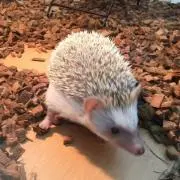 haruの画像