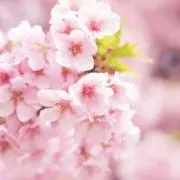 planterの画像