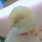 ぴよこ※まとめ買いお値引き◎※の画像