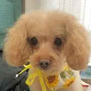 ヒデの画像