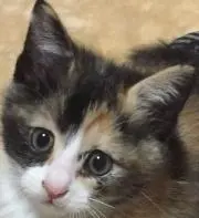 ホタル