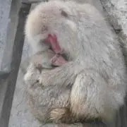 さるこの画像