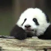 panda