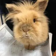 まゆ