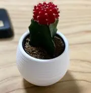 FORESTの画像
