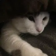 びびりんの画像