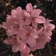 ふわもこ