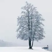 OGTの画像