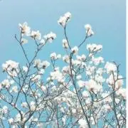 HANAの画像