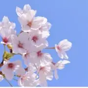 kurumiの画像