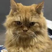もちこの画像