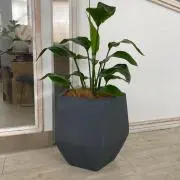 KOZIの画像
