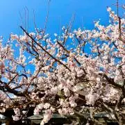 とみーの画像