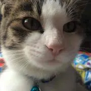 まかろんの画像