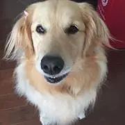サクラの画像