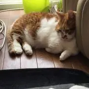 かんたの画像