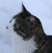 のらくろねこの画像