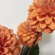 ハナの画像