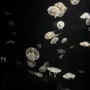 かっの画像