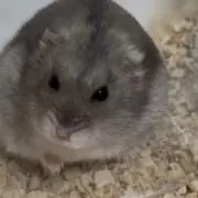 しらぽん
