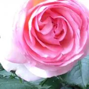 薔薇ちゃんの画像