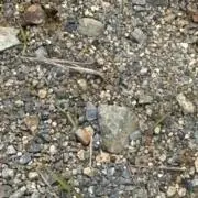ガルルルル
