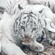 かずやまぱんだの画像