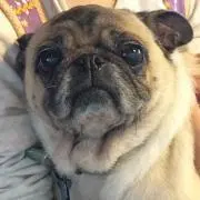 ドリー