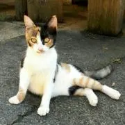 ともさん