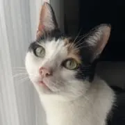 あられの画像