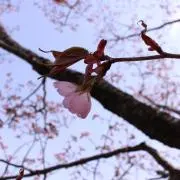 かりんの画像