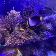 AQUAの画像