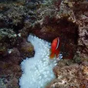 Yahaの画像