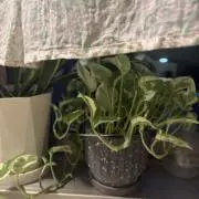 pipi＊の画像
