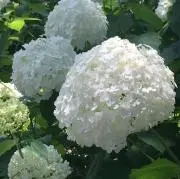 りきくんの画像